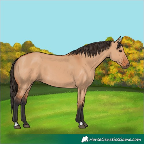 Horse Color:Bay Dun 