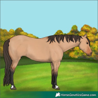 Horse Color:Bay Dun 