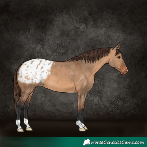 Horse Color:Bay Dun Appaloosa 