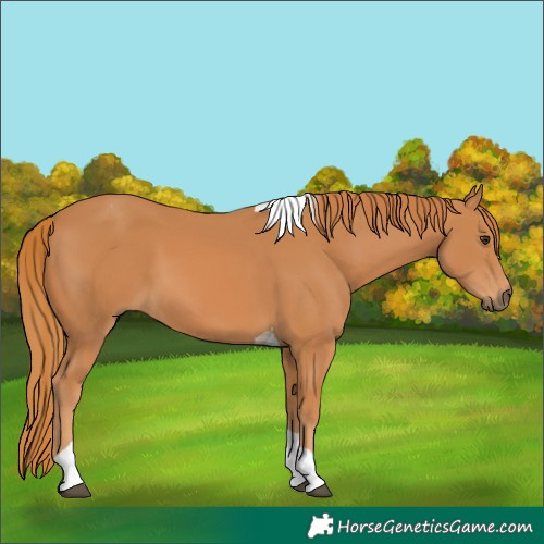Horse Color:Chestnut Tobiano 