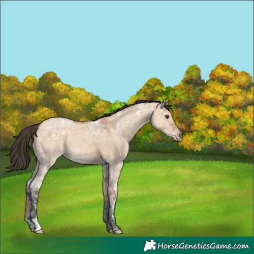 Horse Color:Bay Ice Dun 