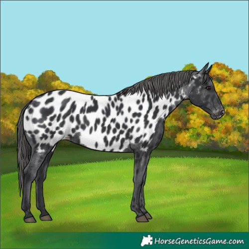 Horse Color:Black Appaloosa 