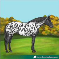 Horse Color:Black Near Leopard 