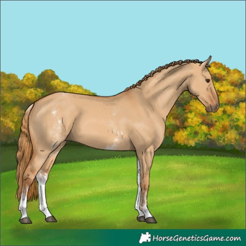 Horse Color:White Spotted Red Dun Rabicano and White Spotted Red Dun Rabicano