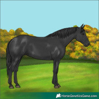 Horse Color:Black 