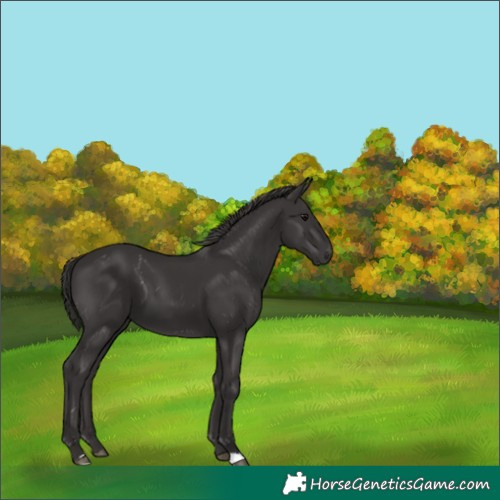 Horse Color:Smoky Black 