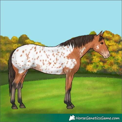 Horse Color:Bay Appaloosa