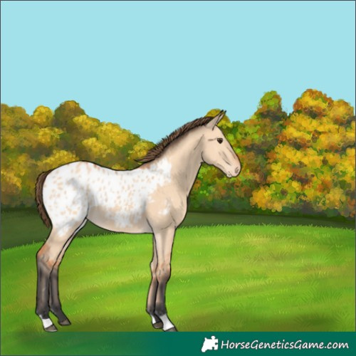 Horse Color:Bay Dun Appaloosa 