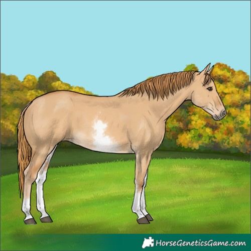 Horse Color:White Spotted Red Dun 