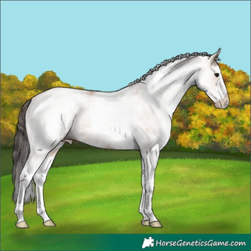 Horse Color:White Spotted Bay Dun 