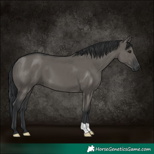 Horse Color:Grullo 