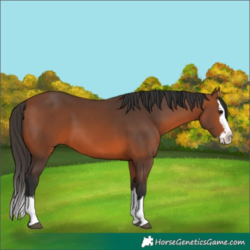 Horse Color:Bay Splash