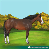 Horse Color:Bay Splash 