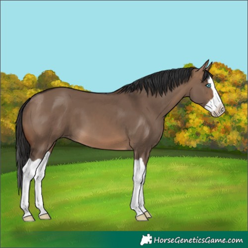 Horse Color:Brown Dun Splash 