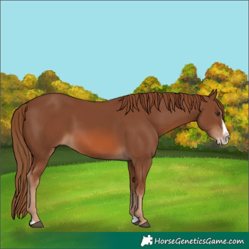 Horse Color:Chestnut Splash Frame 