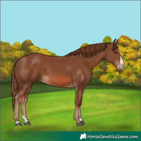 Horse Color:Chestnut Splash Frame 