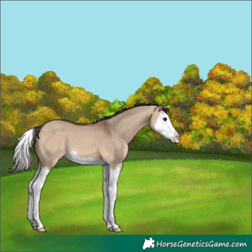 Horse Color:Bay Dun Splash 