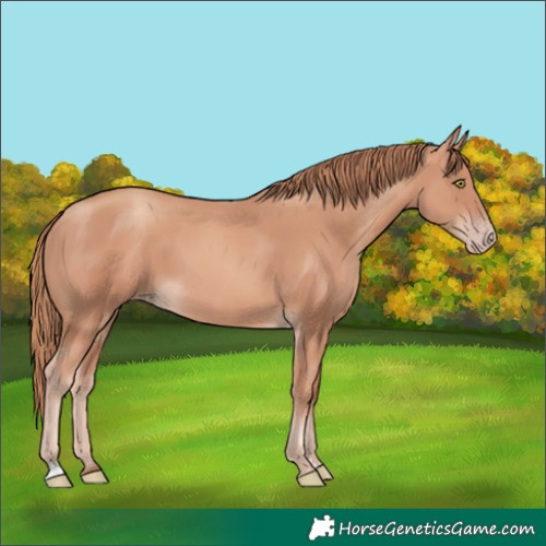 Horse Color:Gold Champagne