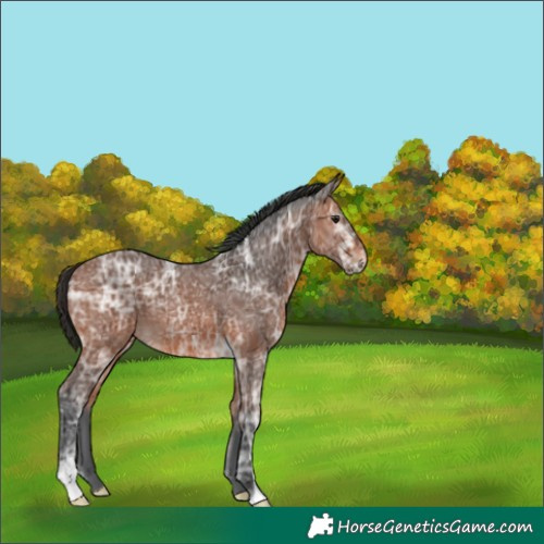Horse Color:Bay Ice 