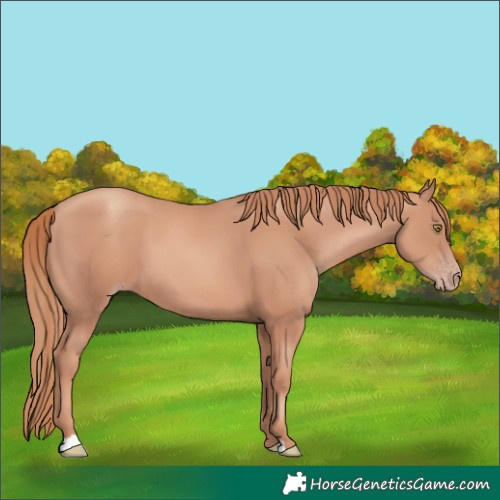 Horse Color:Gold Champagne 
