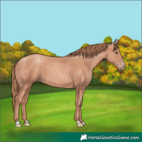 Horse Color:Gold Champagne 