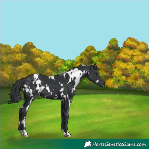 Horse Color:White Spotted Black 