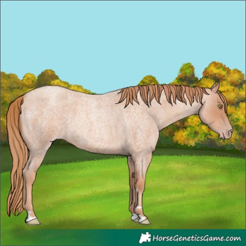 Horse Color:Gold Champagne Roan 