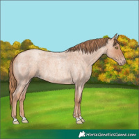 Horse Color:Gold Champagne Roan 