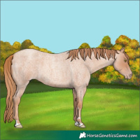 Horse Color:Gold Champagne Roan 