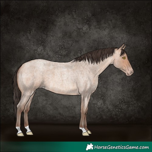 Horse Color:Amber Champagne Roan 