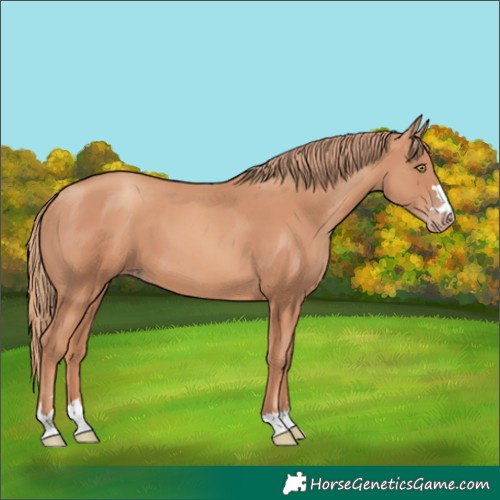 Horse Color:Gold Champagne