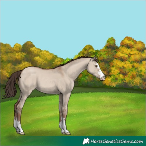 Horse Color:Classic Champagne Dun 