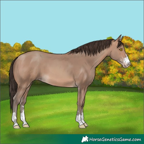 Horse Color:Sable Champagne