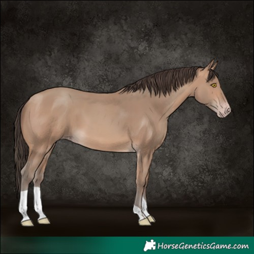 Horse Color:Sable Champagne 