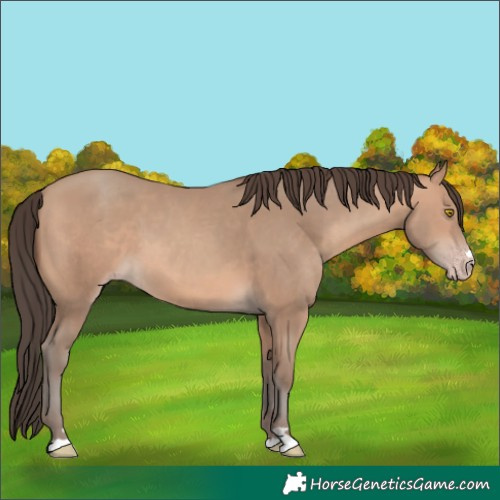 Horse Color:Amber Champagne 