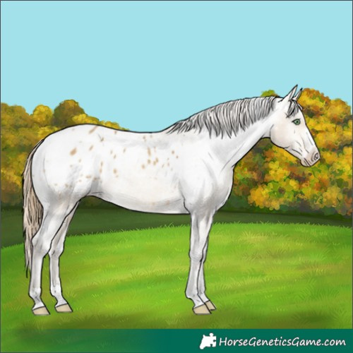 Horse Color:White Spotted Sable Cream Champagne Appaloosa 