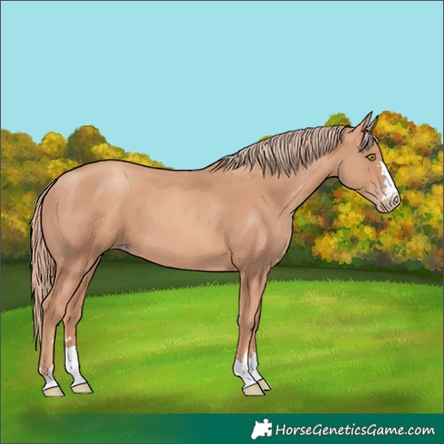 Horse Color:Gold Champagne