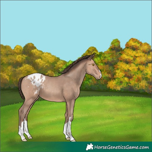 Horse Color:Amber Champagne Appaloosa 