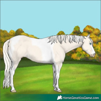 Horse Color:Cremello Dun Tobiano 