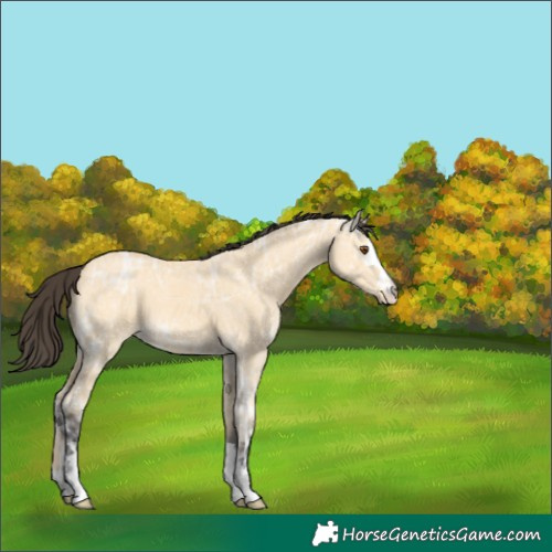 Horse Color:Buckskin Ice Dun 