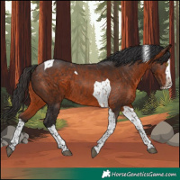 Horse Color:Bay Splash Tobiano Rabicano 
