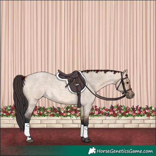 Horse Color:Bay Roan Dun 