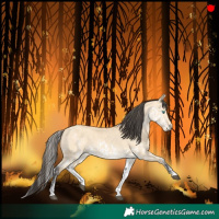 Horse Color:White Spotted Bay Dun Splash Rabicano and White Spotted Buckskin Dun Rabicano