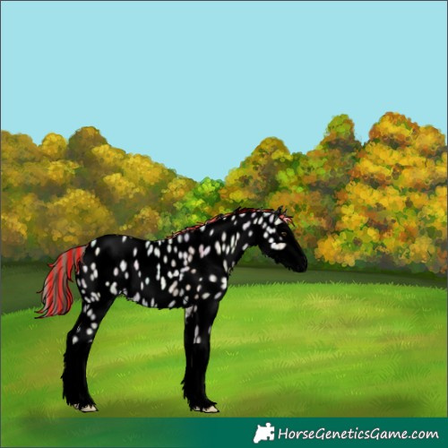 Horse Color:Void Painted Chocolate Palomino Ice Splash Appaloosa 