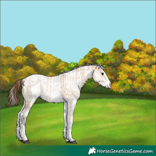 Horse Color:White Spotted Bay Dun Rabicano  and White Spotted Bay Dun Appaloosa Rabicano 