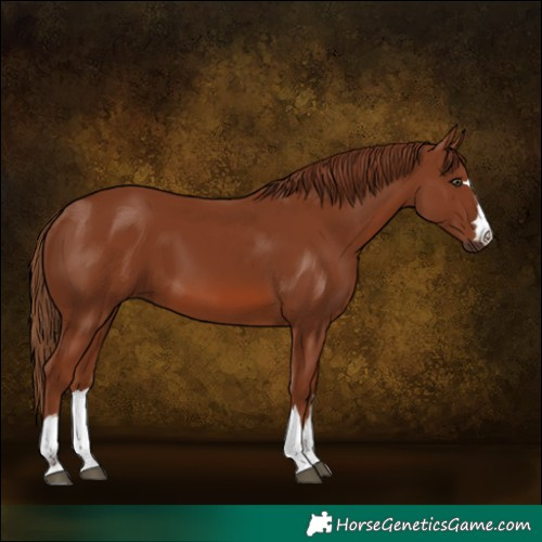Horse Color:Chestnut 