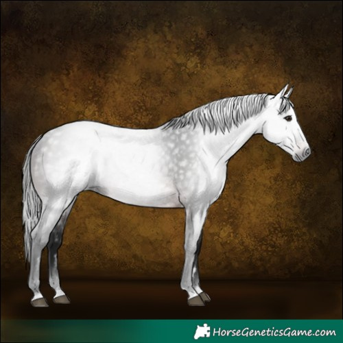 Horse Color:Gray Bay 
