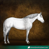 Horse Color:Gray Bay 