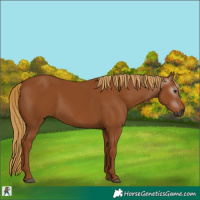 Horse Color:Gray Chestnut 