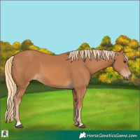 Horse Color:Chestnut 